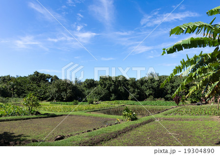 カウアイ島のタロイモ水田 19304890