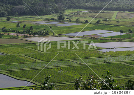 ハナレイのタロイモ水田 19304897