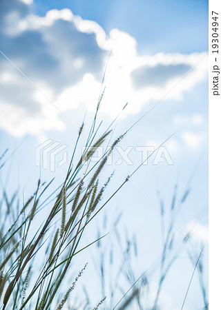 Lemma grass that light of sun shining behind 19304947