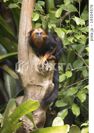 golden-headed lion tamarin golden-headed lion tamarin 19304976