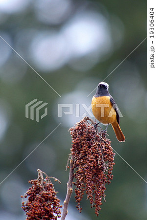 ジョウビタキ2 19306404