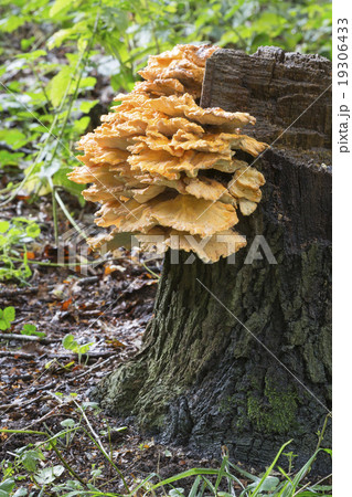 Laetiporus sulphureus 19306433