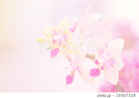 Pink Orchid flower 19307329