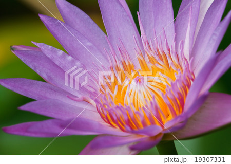 Purple lotus . Purple lotus . 19307331