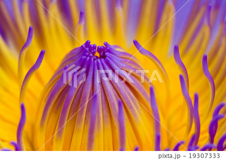 Purple lotus . Purple lotus . 19307333