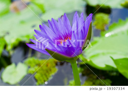 Purple lotus . 19307334