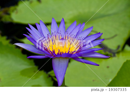 Purple lotus . 19307335