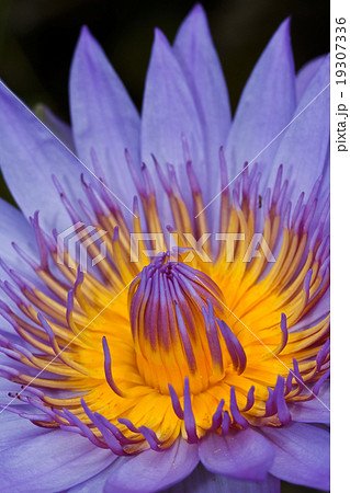 Purple lotus . Purple lotus . 19307336