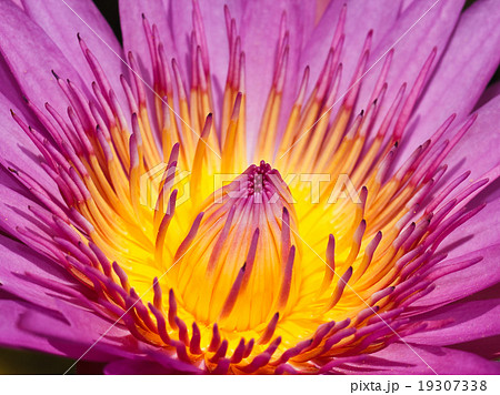 Purple lotus . Purple lotus . 19307338