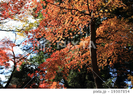 平林寺のモミジの紅葉 19307854