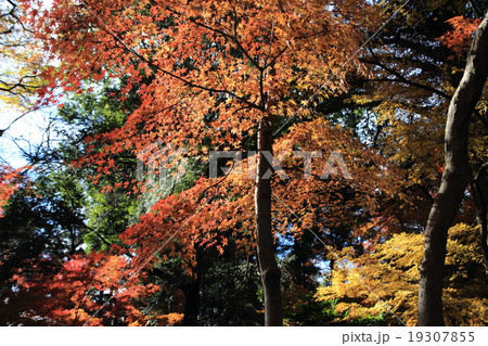 平林寺のモミジの紅葉 19307855