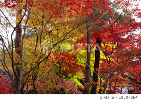 平林寺のモミジの紅葉 19307864