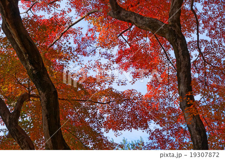 平林寺のモミジの紅葉 19307872
