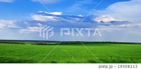 Green grass grows on the field Green grass grows on the field 19308113