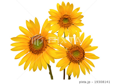 Three Sunflowers 19308141