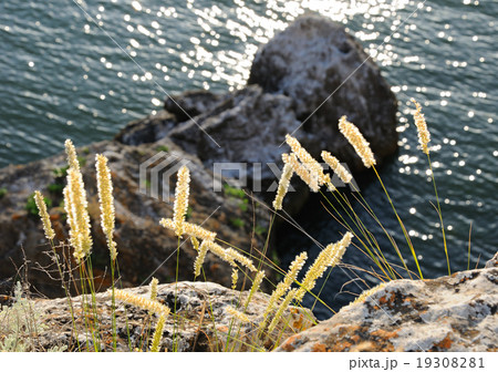 Grass against mountains Grass against mountains 19308281