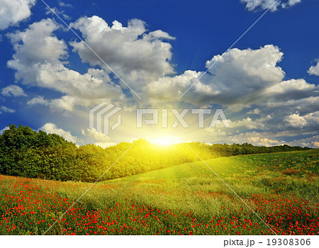 Sunrise over the spring meadow 19308306