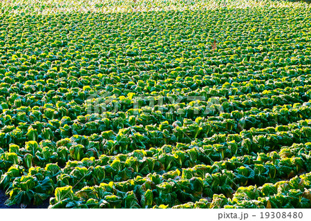 白菜畑 白菜畑 19308480