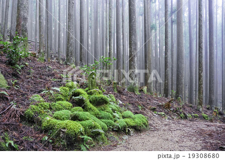 熊野古道と苔のお地蔵様 熊野古道と苔のお地蔵様 19308680