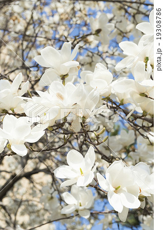コブシの花 19308786