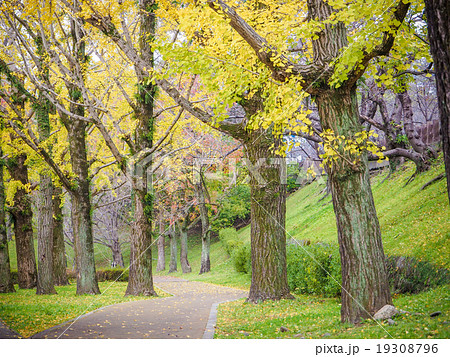 Yellow autumn ginko tree 19308796