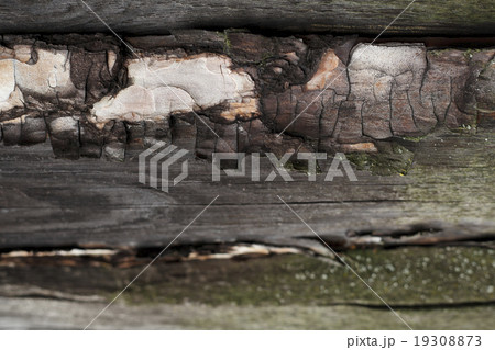 Beautiful wood texture 19308873