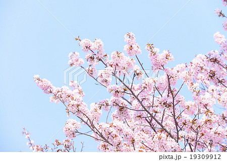 桜 空バック の写真素材