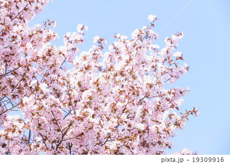 桜(空バック) 桜(空バック) 19309916