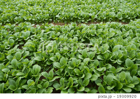 小松菜畑 19309920