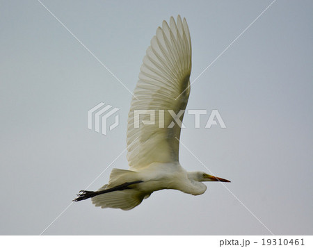 白鷺の写真素材 [19310461] PIXTA