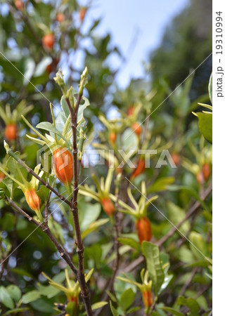 梔子(クチナシ) 2 梔子(クチナシ) 2 19310994