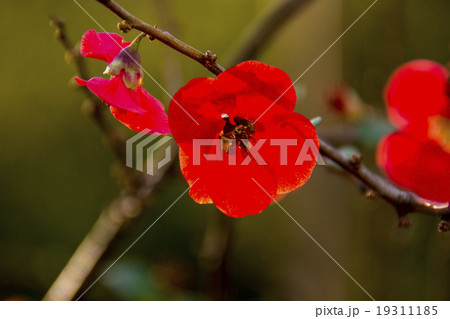 ヒボケの花 19311185