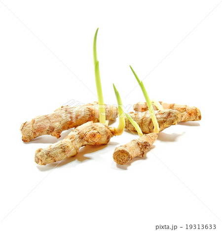 Growing Plant - Turmeric 19313633