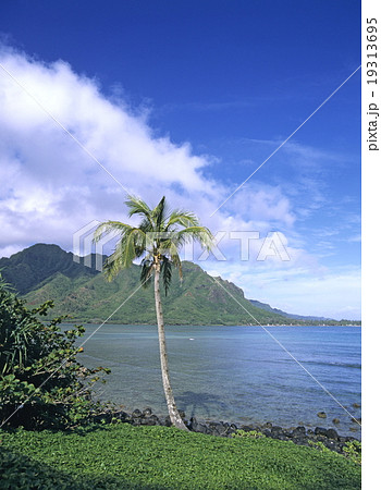ヤシの木と海 オアフ島 ヤシの木と海 オアフ島 19313695