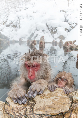 温泉を楽しむおさるさん Japanese monkey enjoys an outdoor bath 19314103