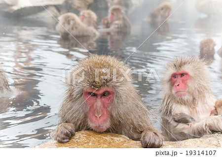 温泉を楽しむおさるさん Japanese monkey enjoys an outdoor bath 温泉を楽しむおさるさん Japanese monkey enjoys an outdoor bath 19314107