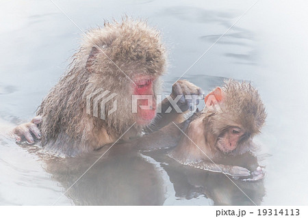 温泉を楽しむおさるさん Japanese monkey enjoys an outdoor bath 19314113