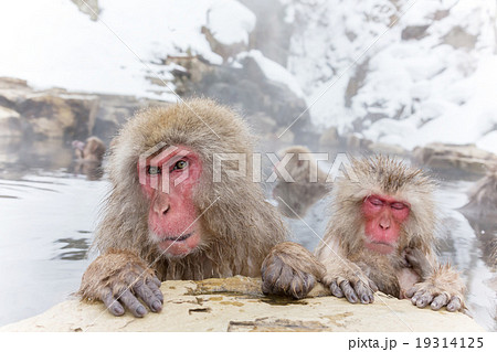 温泉を楽しむおさるさん Japanese monkey enjoys an outdoor bath 温泉を楽しむおさるさん Japanese monkey enjoys an outdoor bath 19314125
