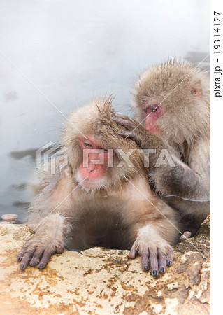 温泉を楽しむおさるさん Japanese monkey enjoys an outdoor bath 温泉を楽しむおさるさん Japanese monkey enjoys an outdoor bath 19314127