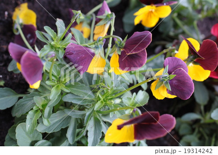 Flowers Flowers 19314242