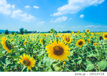 Sunflowers is blooming in farm, Saraburi, Thailand Sunflowers is blooming in farm, Saraburi, Thailand 19314728