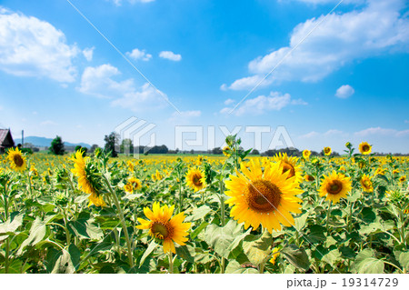 Sunflowers is blooming in farm, Saraburi, Thailand Sunflowers is blooming in farm, Saraburi, Thailand 19314729