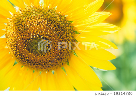 Sunflowers is blooming in farm, Saraburi, Thailand Sunflowers is blooming in farm, Saraburi, Thailand 19314730