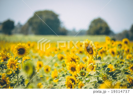 Sunflowers is blooming in farm, Saraburi, Thailand 19314737