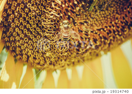 Sunflowers is blooming in farm, Saraburi, Thailand 19314740