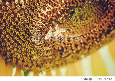 Sunflowers is blooming in farm, Saraburi, Thailand 19314742