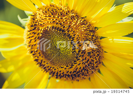 Sunflowers is blooming in farm, Saraburi, Thailand Sunflowers is blooming in farm, Saraburi, Thailand 19314745