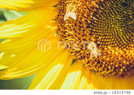 Sunflowers is blooming in farm, Saraburi, Thailand Sunflowers is blooming in farm, Saraburi, Thailand 19314746