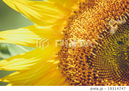 Sunflowers is blooming in farm, Saraburi, Thailand Sunflowers is blooming in farm, Saraburi, Thailand 19314747