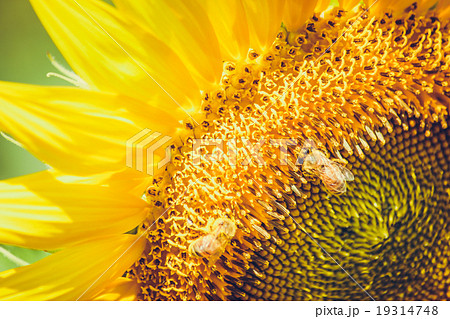 Sunflowers is blooming in farm, Saraburi, Thailand 19314748